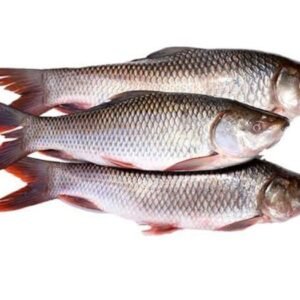 Raw fish 1.20 kgs