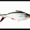 Indian Basa with bone (1 kg)