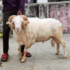 live bakra potla (1kg)